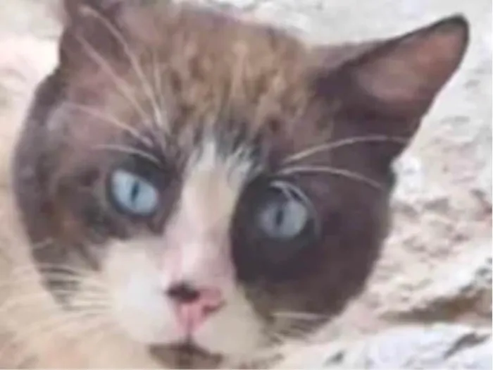 Gato ra a SRD-ViraLata idade 7 a 11 meses nome Fabrício 