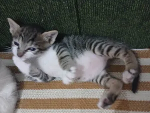 Gato raça SRD-ViraLata idade 2 a 6 meses nome Tigrinho