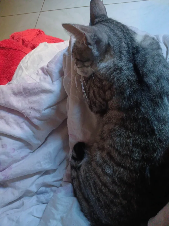 Gato ra a SRD-ViraLata idade 1 ano nome Maria