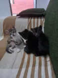 Tigrinho, Cruela e Morfeu