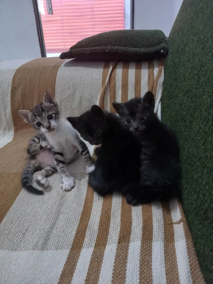 Gato ra a SRD-ViraLata idade 2 a 6 meses nome Tigrinho, Cruela e Morfeu