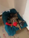 4 irmãos