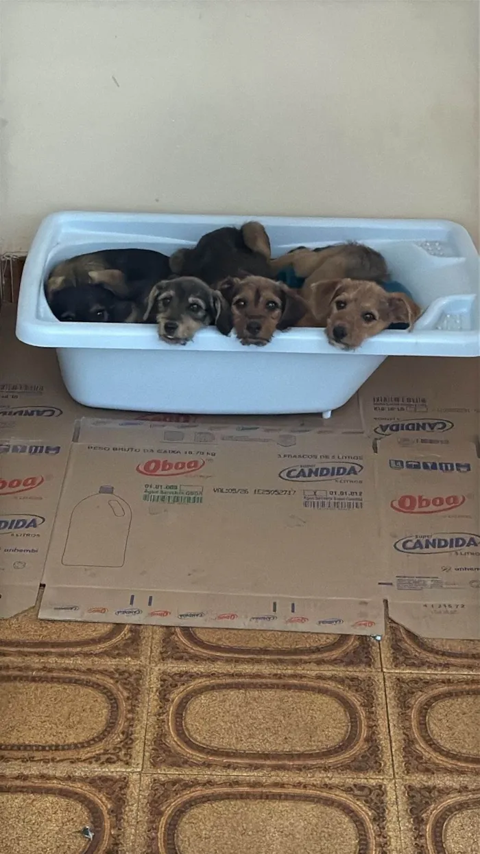 Cachorro ra a SRD-ViraLata idade 2 a 6 meses nome 4 irmãos 