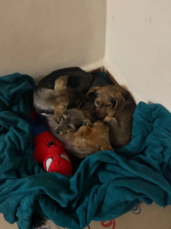 Cachorro ra a SRD-ViraLata idade 2 a 6 meses nome 4 irmãos 