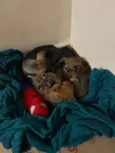 4 irmãos