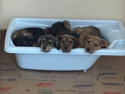 Cachorro raça SRD-ViraLata idade 2 a 6 meses nome 4 irmãos 
