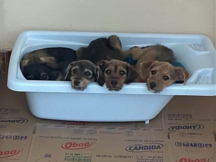 Cachorro ra a SRD-ViraLata idade 2 a 6 meses nome 4 irmãos 