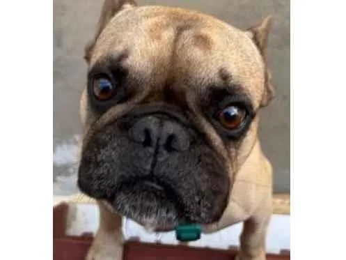 Cachorro ra a Bulldog idade 5 anos nome Adolfo 