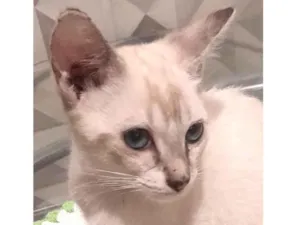 Gato raça SRD-ViraLata idade 2 a 6 meses nome Lia 
