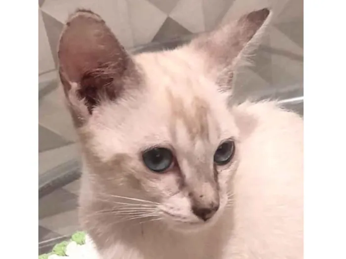 Gato ra a SRD-ViraLata idade 2 a 6 meses nome Lia 