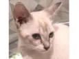 Lia