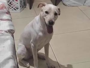 Cachorro raça SRD-ViraLata idade 1 ano nome Charlotte 