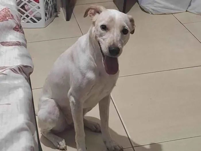 Cachorro ra a SRD-ViraLata idade 1 ano nome Charlotte 
