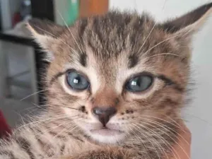 Gato raça SRD-ViraLata idade 2 a 6 meses nome Teo 