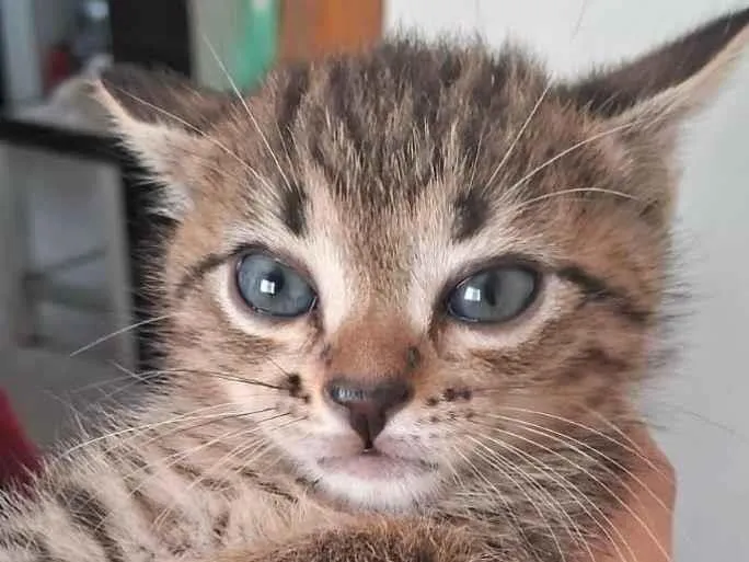 Gato ra a SRD-ViraLata idade 2 a 6 meses nome Teo 