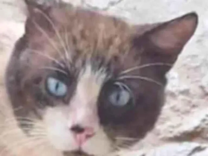 Gato ra a SRD-ViraLata idade 7 a 11 meses nome Fabrício 