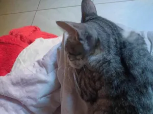Gato raça SRD-ViraLata idade 1 ano nome Maria