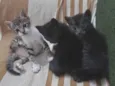 Tigrinho, Cruela e Morfeu