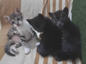 Gato raça SRD-ViraLata idade 2 a 6 meses nome Tigrinho, Cruela e Morfeu