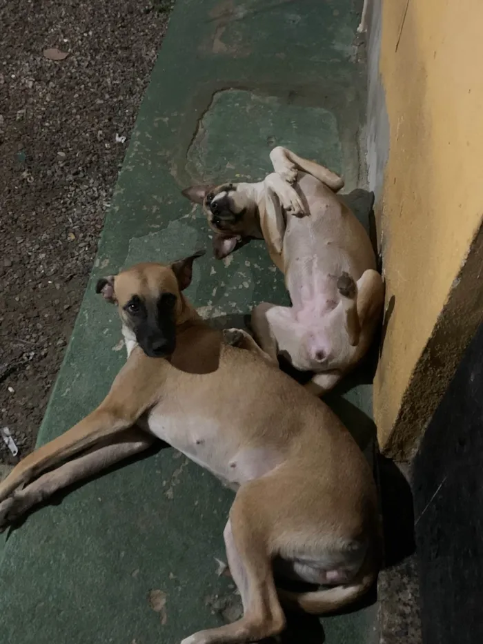 Cachorro ra a SRD-ViraLata idade 1 ano nome mussarela e calabresa 