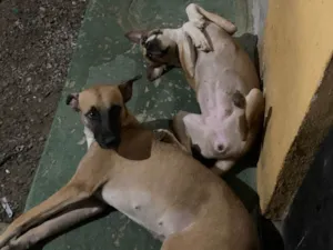 Cachorro raça SRD-ViraLata idade 1 ano nome mussarela e calabresa 