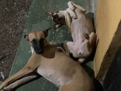 Cachorro raça SRD-ViraLata idade 1 ano nome mussarela e calabresa 