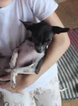 Tutolino