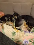 Joca e Belinha