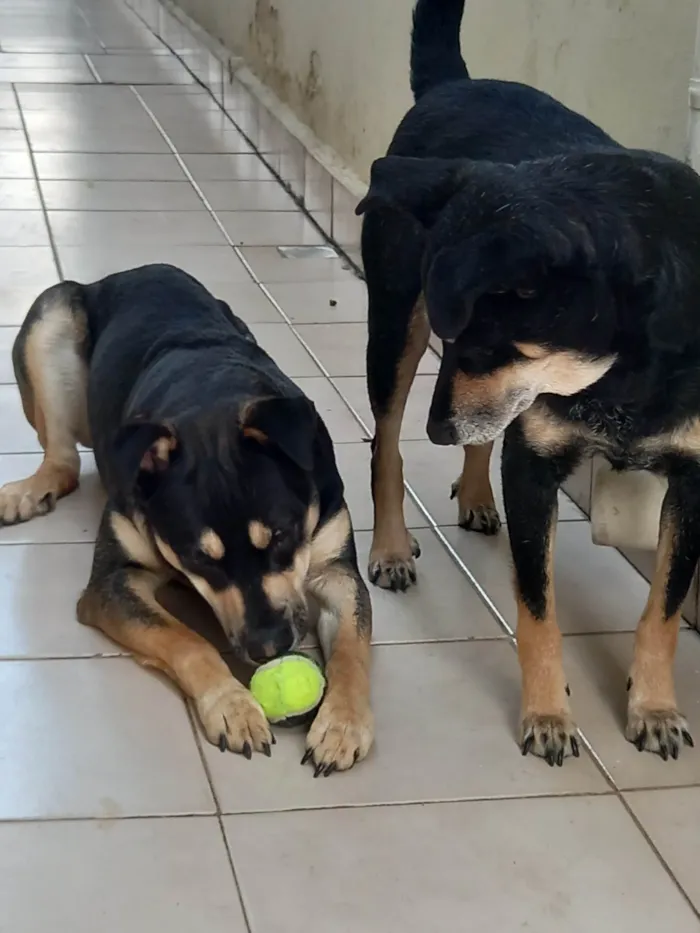 Cachorro ra a SRD-ViraLata idade 1 ano nome Joca e Belinha