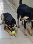 Joca e Belinha