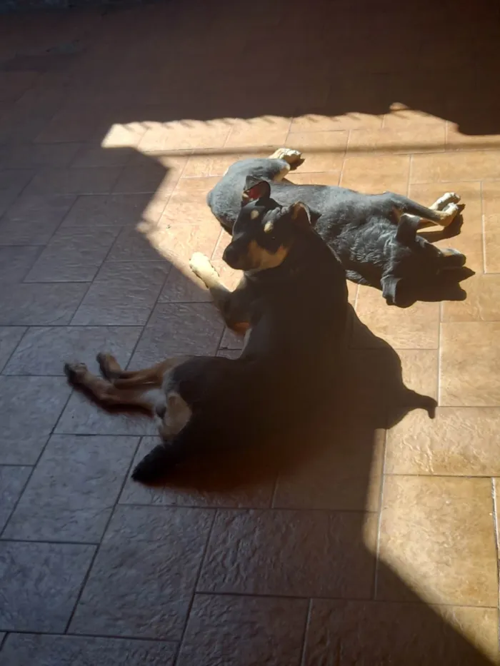Cachorro ra a SRD-ViraLata idade 1 ano nome Joca e Belinha