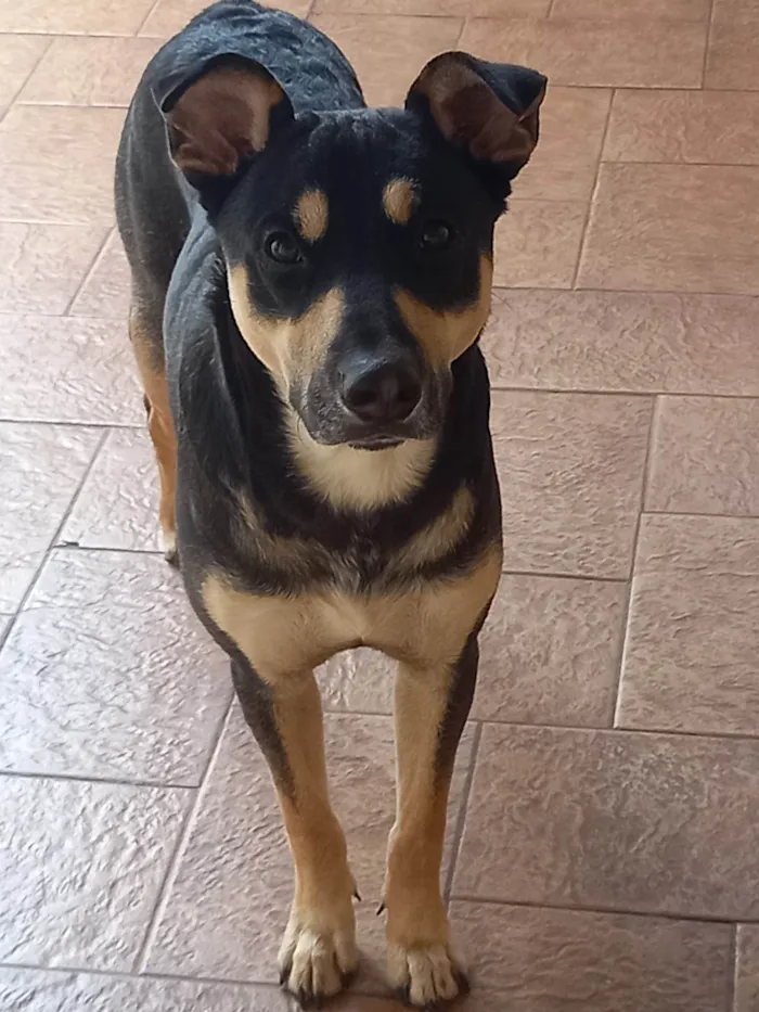 Cachorro ra a SRD-ViraLata idade 1 ano nome Joca e Belinha