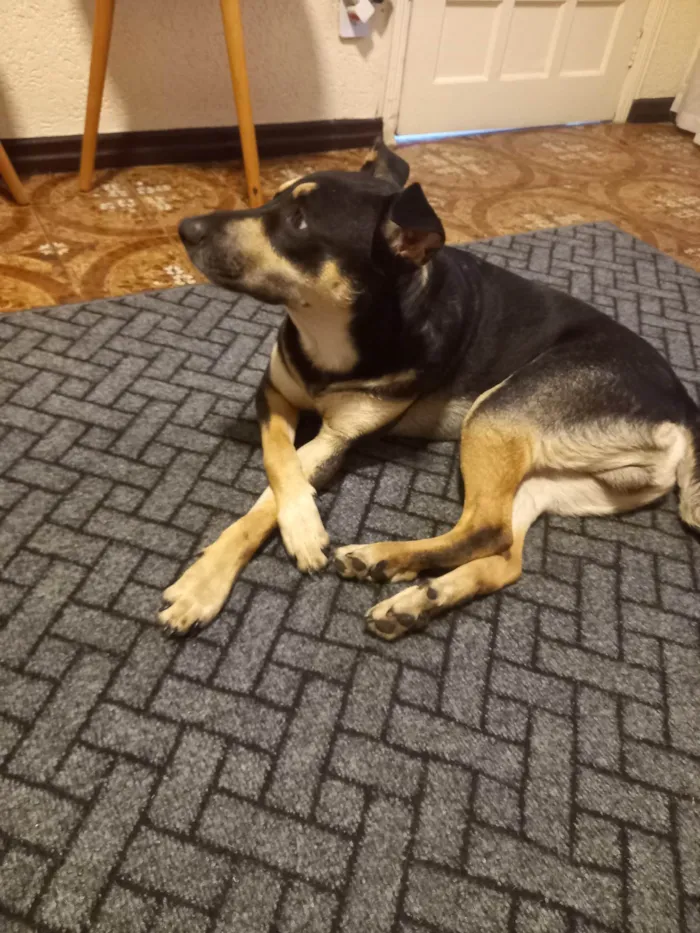 Cachorro ra a SRD-ViraLata idade 1 ano nome Joca e Belinha