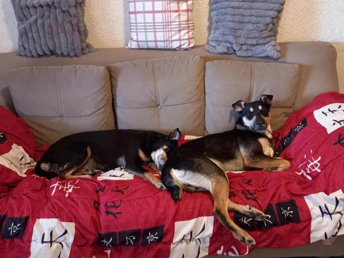Cachorro ra a SRD-ViraLata idade 1 ano nome Joca e Belinha