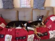 Joca e Belinha