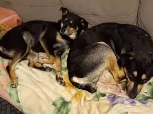 Cachorro raça SRD-ViraLata idade 1 ano nome Joca e Belinha