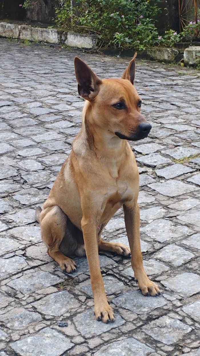Cachorro ra a SRD-ViraLata idade 1 ano nome rocky