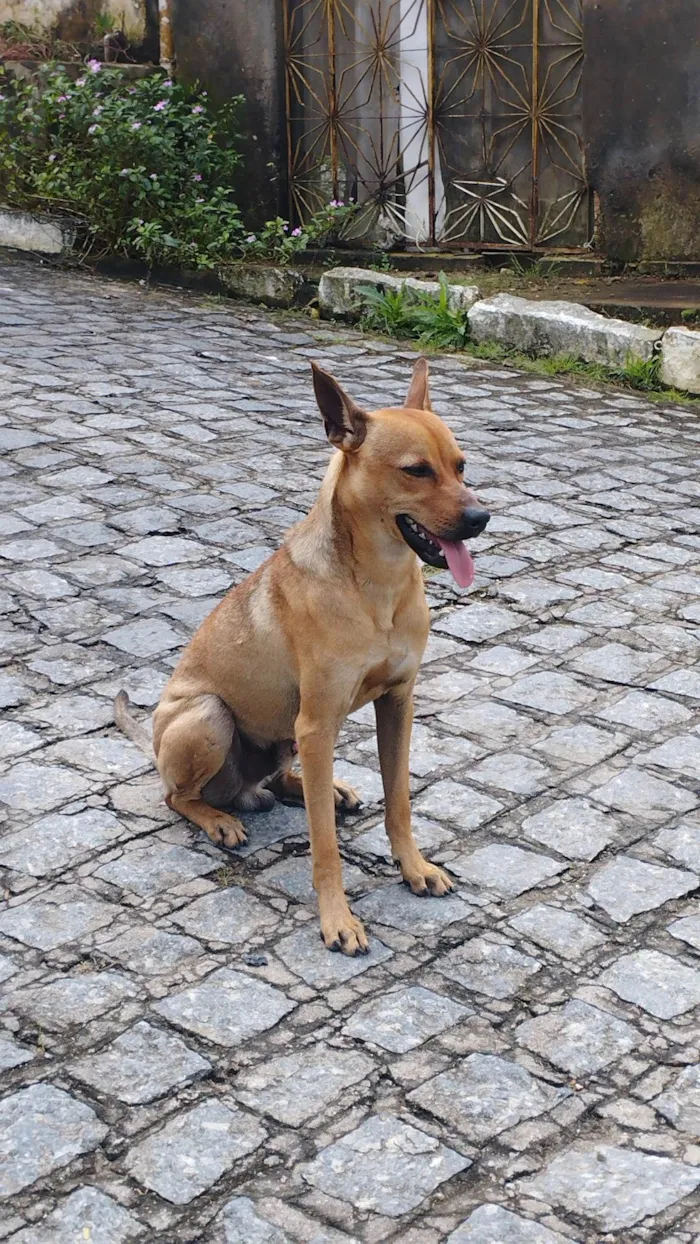 Cachorro ra a SRD-ViraLata idade 1 ano nome rocky
