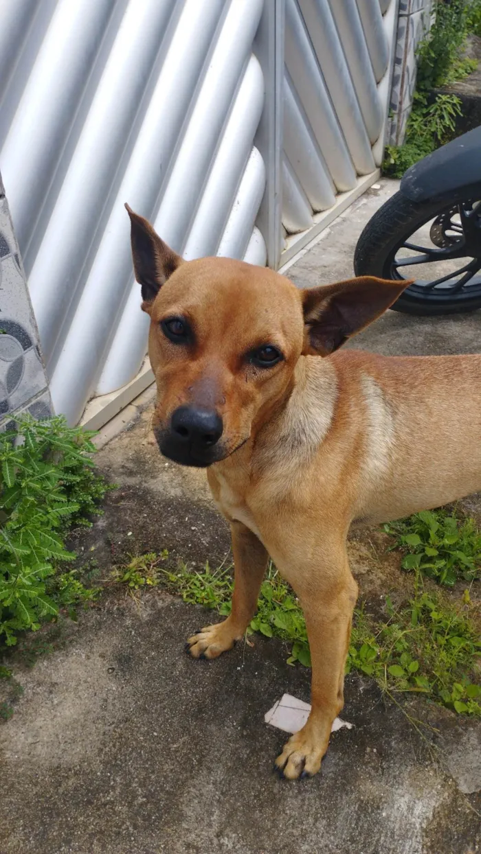 Cachorro ra a SRD-ViraLata idade 1 ano nome rocky