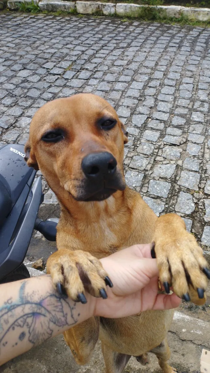 Cachorro ra a SRD-ViraLata idade 1 ano nome rocky