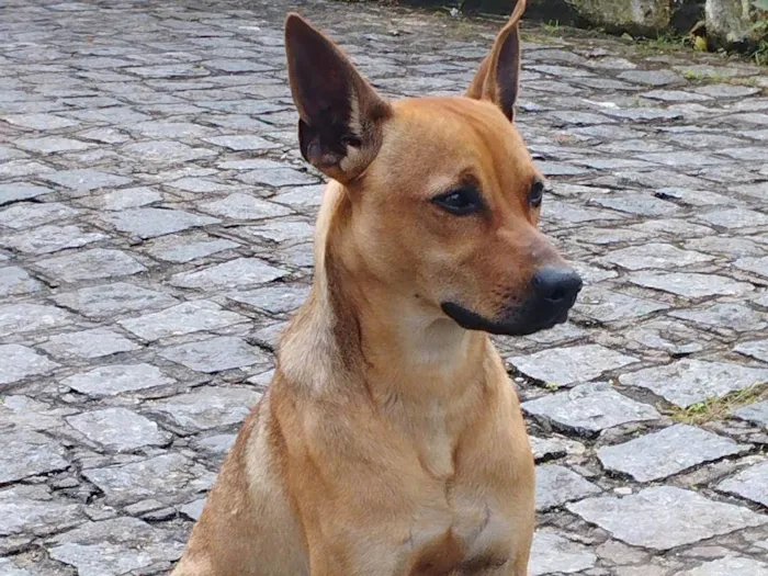 Cachorro ra a SRD-ViraLata idade 1 ano nome rocky