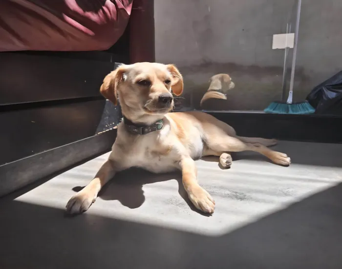 Cachorro ra a SRD-ViraLata idade 3 anos nome Bonnie