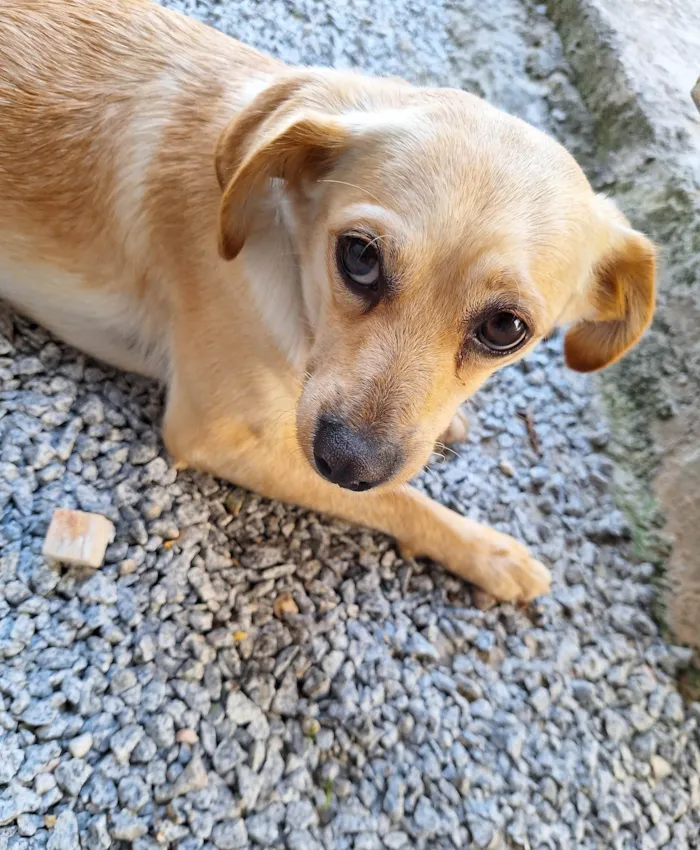 Cachorro ra a SRD-ViraLata idade 3 anos nome Bonnie