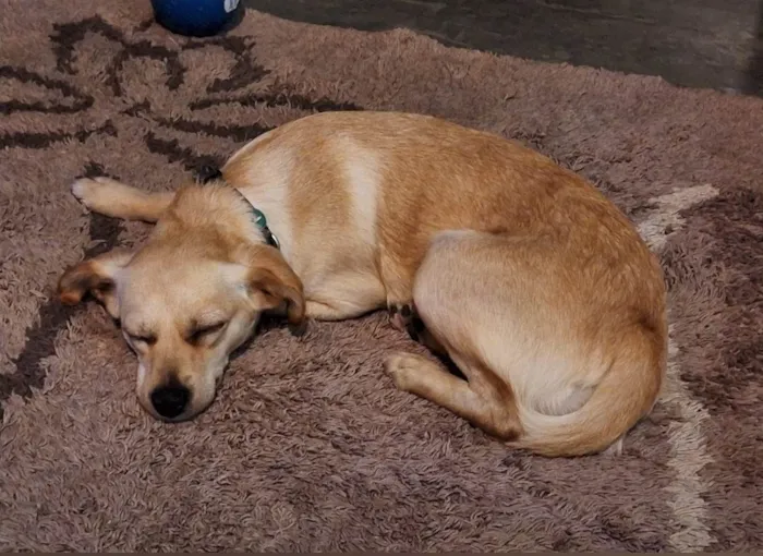 Cachorro ra a SRD-ViraLata idade 3 anos nome Bonnie