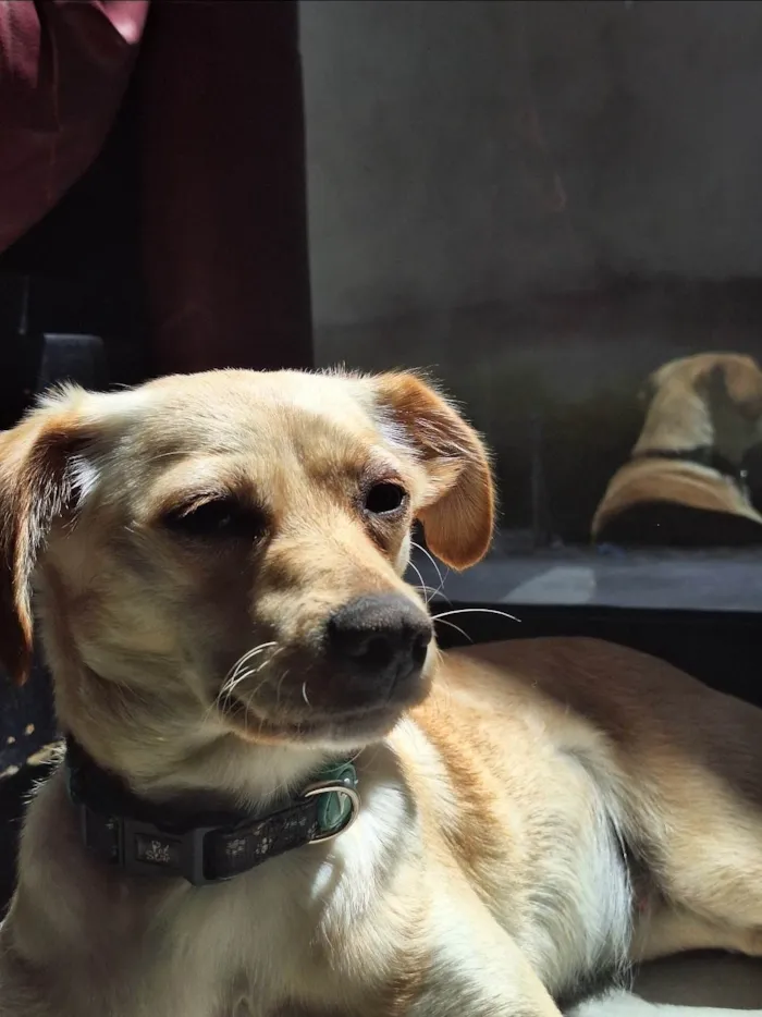 Cachorro ra a SRD-ViraLata idade 3 anos nome Bonnie