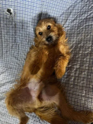 Cachorro raça SRD-ViraLata idade 1 ano nome Cárter 