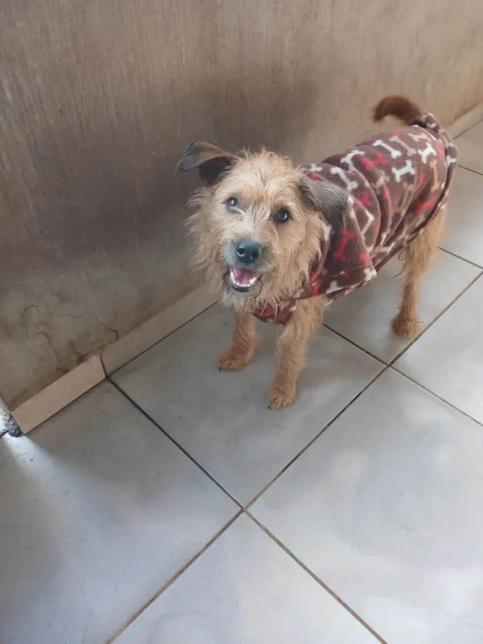 Cachorro ra a SRD-ViraLata idade 1 ano nome Cárter 