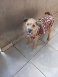 Cárter