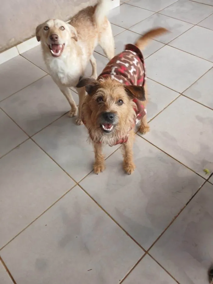 Cachorro ra a SRD-ViraLata idade 1 ano nome Cárter 