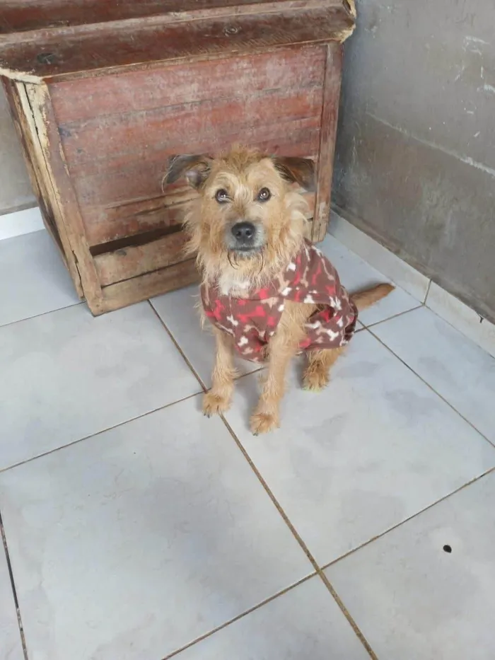 Cachorro ra a SRD-ViraLata idade 1 ano nome Cárter 